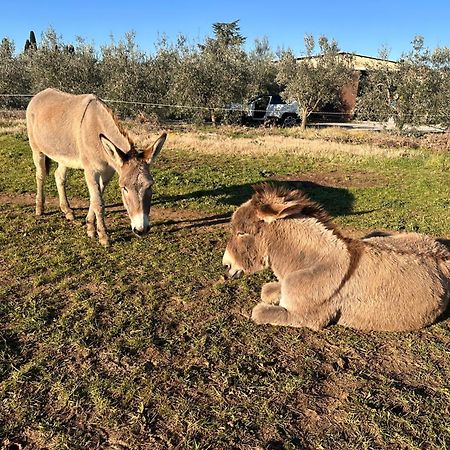 Agriturismo Il Puntoncino マルシリアナ エクステリア 写真