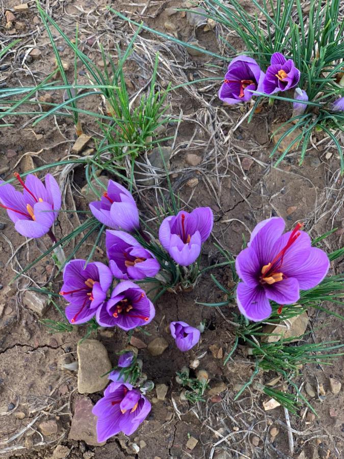 Agriturismo Il Puntoncino マルシリアナ エクステリア 写真