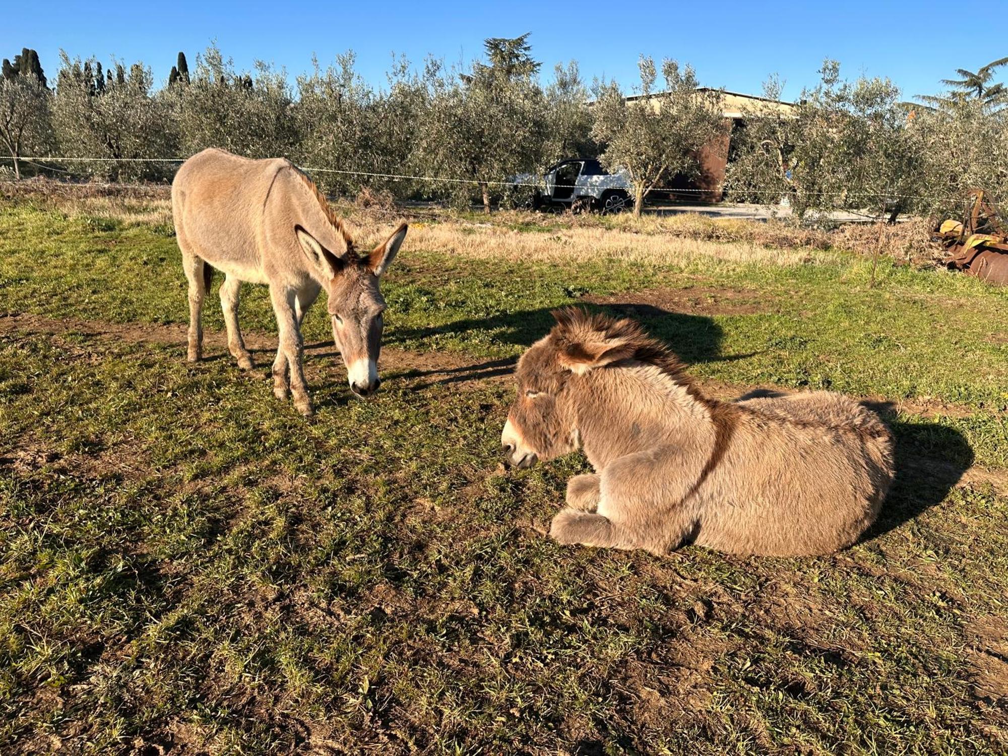 Agriturismo Il Puntoncino マルシリアナ エクステリア 写真
